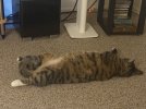 IMG_1375.jpeg