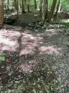 IMG_0342.jpeg