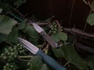 IMG_1351.jpeg