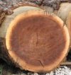 sapwood.jpg