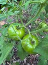 IMG_6544.jpeg