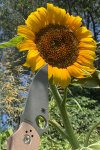 IMG_9337.jpeg