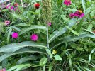 IMG_9474.jpeg