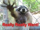 ReallyWantCoon_zps72bdacdc.jpg