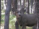 Mule deer 09-14-14-1.jpg