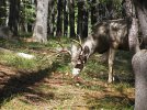Mule deer 09-14-14-2.jpg
