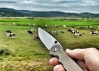 cows.jpg