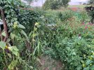 IMG_9509.jpeg