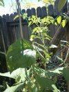 IMG_20250719_144445750.jpg