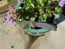IMG_1384.jpeg