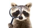 coon.jpg