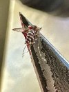 IMG_0253.jpeg