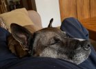Kobe Napping 02272025.jpg