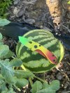 IMG_9167.jpeg