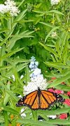 IMG_20250727_131906458~3.jpg