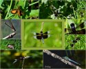 Collage - Dragonfly-DDS.jpg