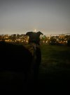 IMG_8847.jpeg