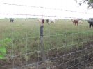 BK6 and cows 1.jpg