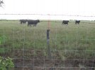 BK6 and cows 2.jpg