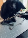 IMG_8261.jpeg