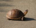 2025-07-25 Box Turtle (2).JPG