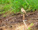 2025-07-18 Bird Edit.JPG