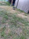 IMG_5095.jpeg