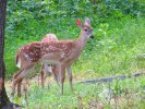 IMG_0929.JPG
