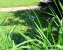 2025-08-07 Blue Damselfly.JPG