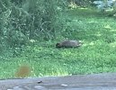 IMG_0234.jpeg