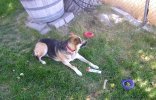 Abby Our New Dog 9 .jpg