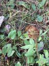 IMG_5234.jpeg