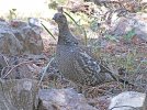 Blue Grouse 09-26-2014.jpg