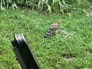 IMG_0343.jpeg