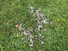 IMG_0366.jpeg