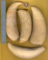 Whales teeth 1.jpg