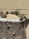 IMG_1913.jpeg