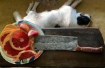 IMG_0590.jpeg