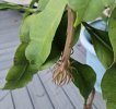 night blooming cereus 2 .jpg night blooming cereus 2 .jpg