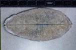 scales and blocks. Musk ox and mammoth 087 (800x533).jpg