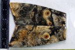 scales and blocks. Musk ox and mammoth 115 (800x533).jpg