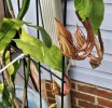 night blooming cereus 4 .jpg