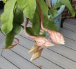 night blooming cereus 5 .jpg