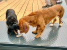 IMG_2659.jpeg