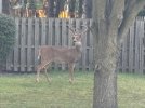 IMG_3724.jpeg