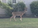 IMG_3722.jpeg