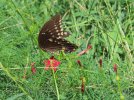 2025-08-22 Butterfly.JPG