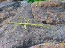 2025-08-15 Walking Stick.JPG