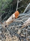 wood.jpg wood.jpg