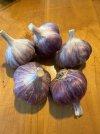 Garlic 5.jpg